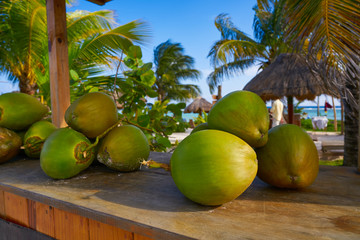 caribbean coconut fruits in Riviera Maya