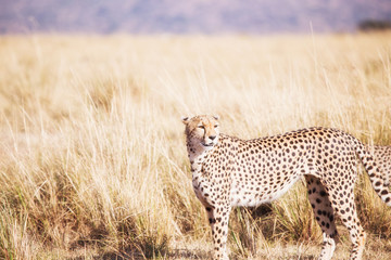 Cheetah in masai mara in kenya