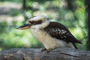 Laughing Kookaburra bird resting on branch