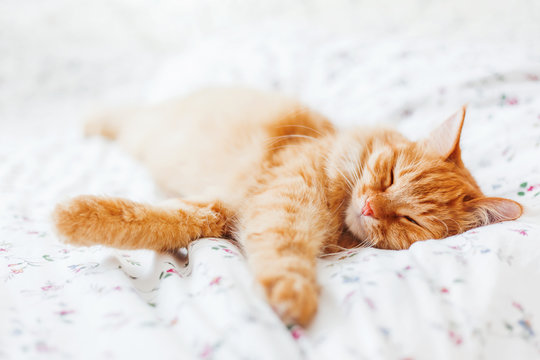 Cute Ginger Cat Lying In Bed. Fluffy Pet Comfortably Settled To Sleep. Cozy Home Background With Funny Pet.