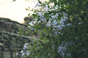 Beautiful white flowers/plants in a close up photo. Green vegetation and landscape in background. - 177892269