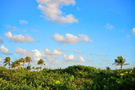 Mahahual Caribbean palm trees jungle