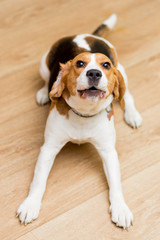 Dog of the Beagle breed, aged 2 years, lies on the floor