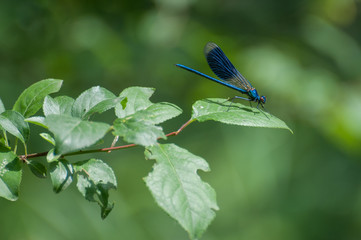 damselfly (Calopteryx virgo) resting on a leaf