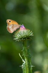 Obraz premium butterfly visiting a blooming thistle