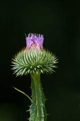 blooming thistle on a black background