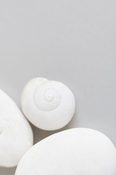 White seashell on gray background