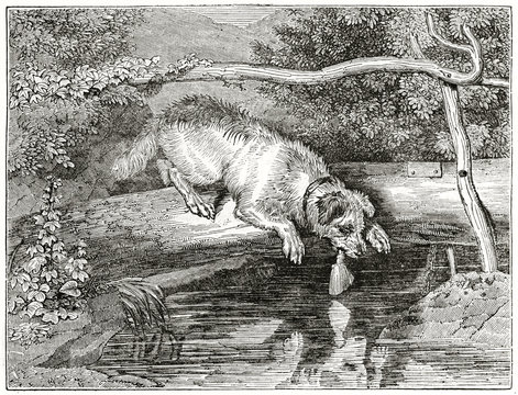 Old grayscale illustration of a dog looking at himself reflected in the water. By unidentified author, published on  Penny Magazine, London, 1835