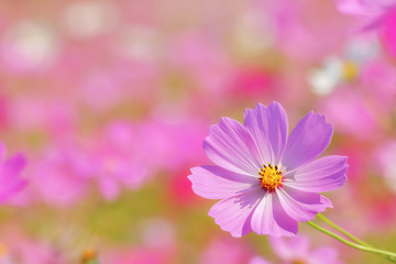 Fototapeta premium コスモスの花