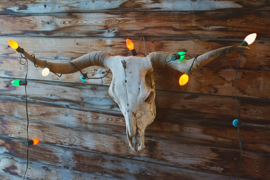 A longhorn skull hanging on a rustic wall decorated with Christmas lights