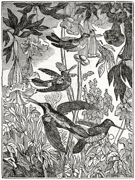 Black and white old graphic theme arranged in a vertical floreal composition. Hummingbirds engaged in extracting nectar and catching insects. By unidentified author, published on  Penny Magazine, Lond
