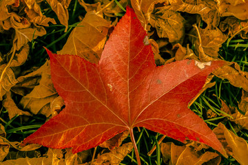 autumn colours red leaf