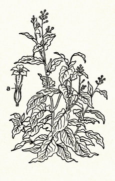 Cultivated tobacco (Nicotiana tabacum)