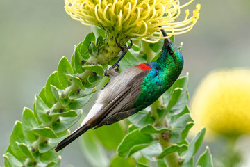 Miombonektarvogel