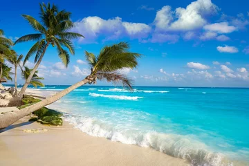 Zelfklevend Fotobehang Playa del Carmen strand palmbomen Mexico © lunamarina
