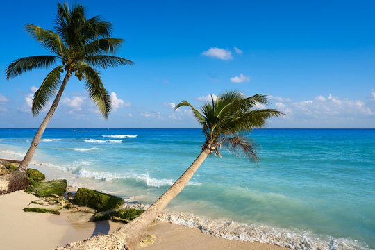 Playa del Carmen beach palm trees Mexico
