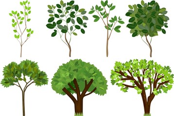 Set of different trees with green leaves