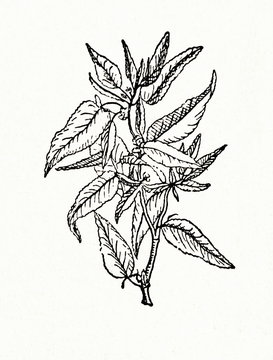 Jute plant (Corchorus olitorius)
