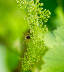 bee on the green grapes