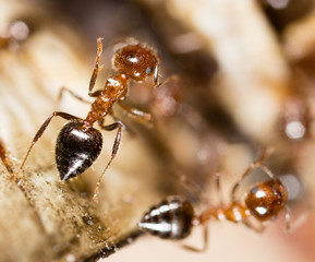 small ants in nature. macro