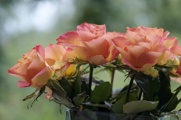 Rosenstrauß (Rosa sp.)