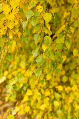 beautiful leaves on a tree in autumn