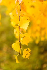 beautiful leaves on a tree in autumn