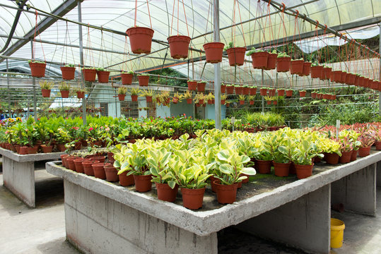 Tropical Plant Nursery