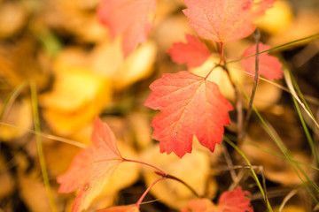 beautiful leaves on a tree in autumn