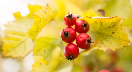 red berry hawthorn on nature