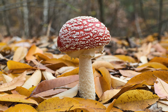 Red fly agaric among the yellow autumn leaves