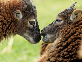 Soay-Lämmer schmusen