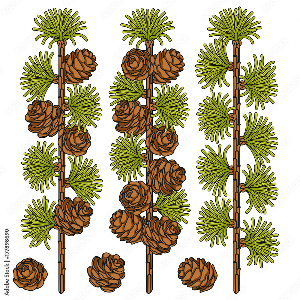 Aufkleber set of color images of larch and cones. isolated vector objects on white background.