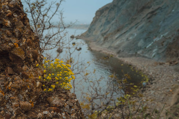 Wildflowers against the background of the sea rocky coast. Crimea, tourism