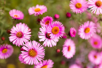 Obraz premium beautiful violet flower in nature