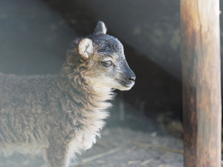 Fototapeta premium Junges Soay-Lamm im Stall