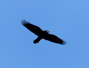 black crow on blue sky in flight