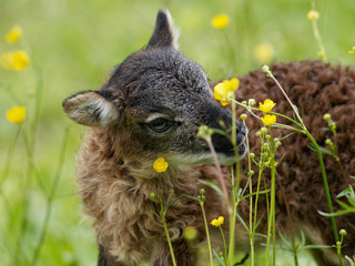 Soay-Lamm frisst gelbe Blüten