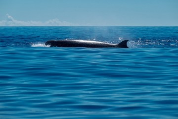 A northern bottlenose whale surfacing near to Pico Island in the Azores.