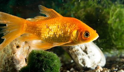 goldfish floating in an aquarium at home