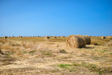 Haystacks in a field