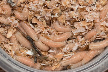 maggots larvae of flies
