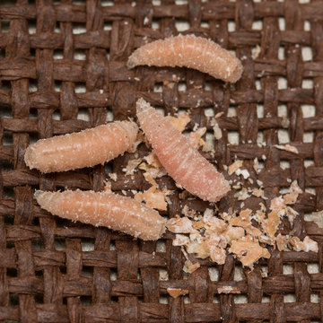 maggots larvae of flies