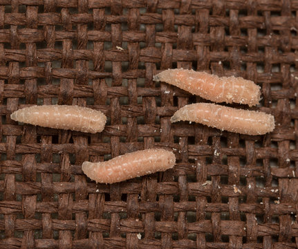 maggots larvae of flies