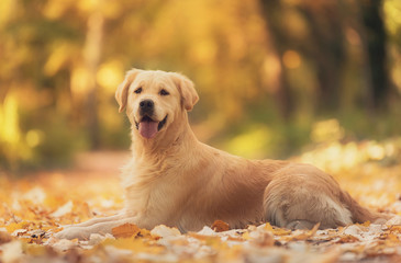 Beautiful golden retriever dog in the nature