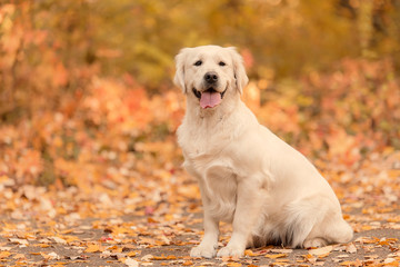 Beautiful golden retriever dog in the nature