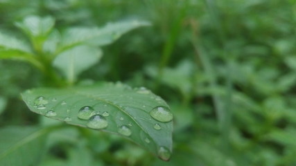 Plant with water