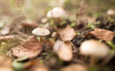 inedible mushroom in the woods in nature