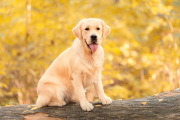 Beautiful golden retriever dog in the nature
