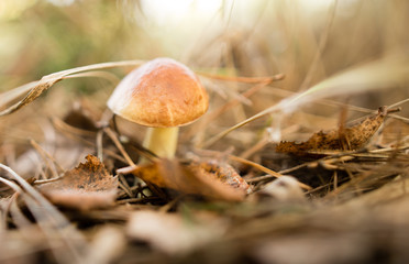 fresh edible mushroom in a forest in the nature